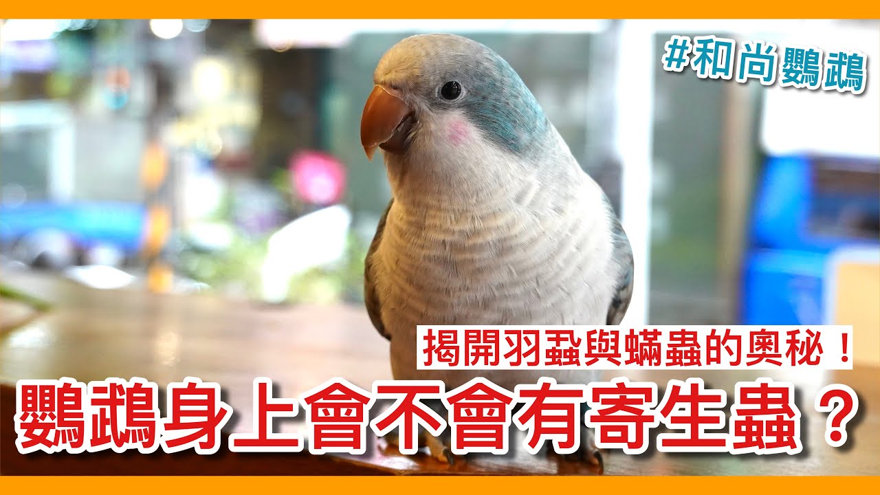 回覆！養和尚鸚鵡遇到的問題#鸚鵡會不會得了寄生蟲？【鸚鵡小木屋】【養鳥問題EP1】