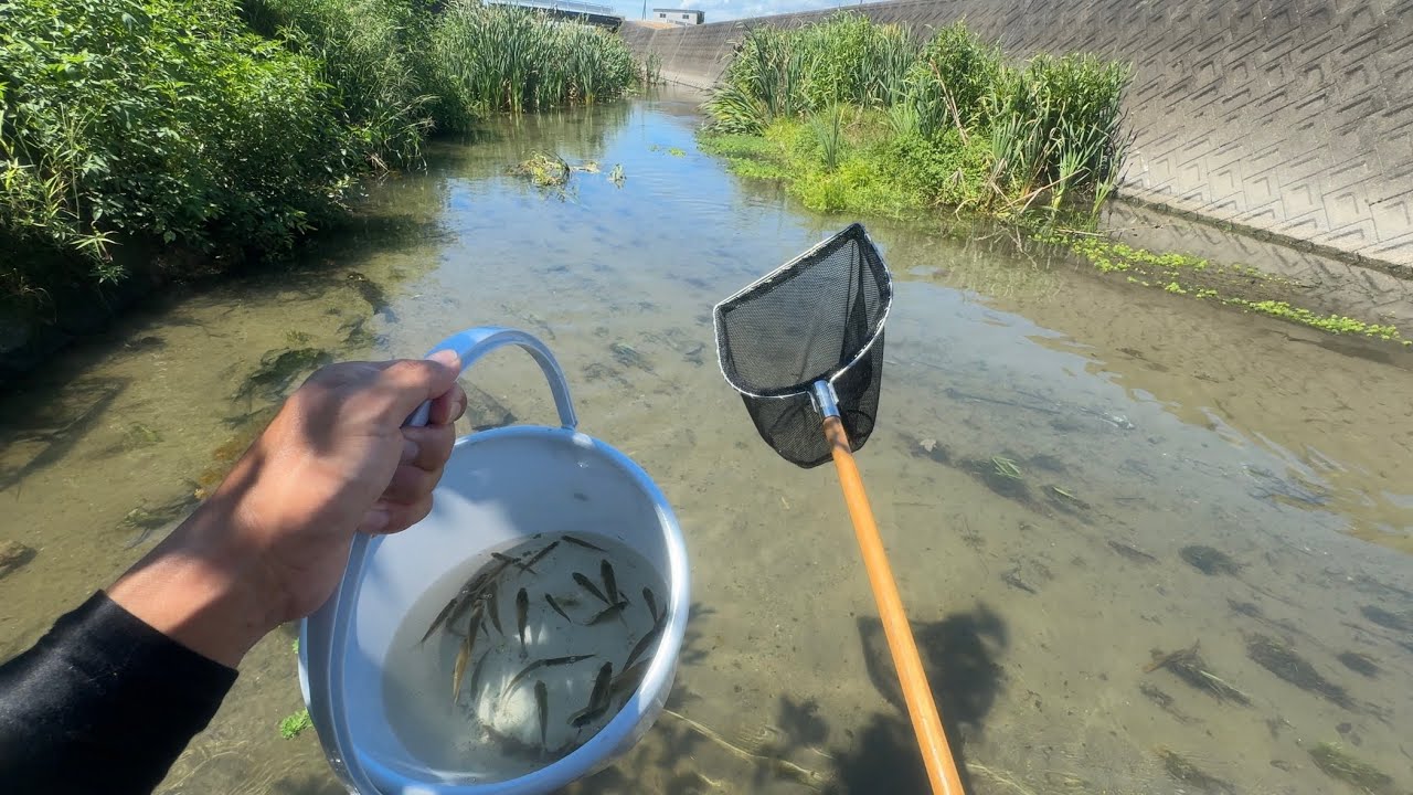 大量の魚達を捕獲観察【ガサガサ】