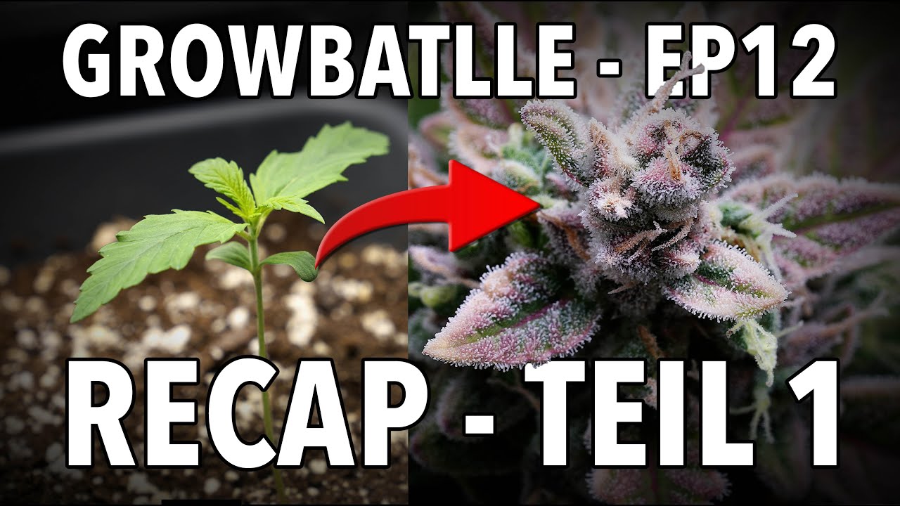 GROWBATTLE 💥🥦 Season 4 - EPS12 Recap Teil 1 - Vivosun VGrow vs. Fridge-O-Mat  🪴 2x Zkittlez Auto