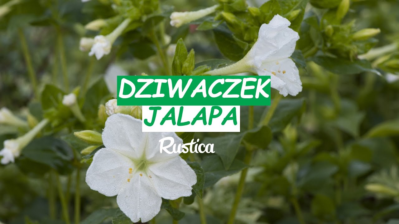Dziwaczek jalapa (Mirabilis jalapa)