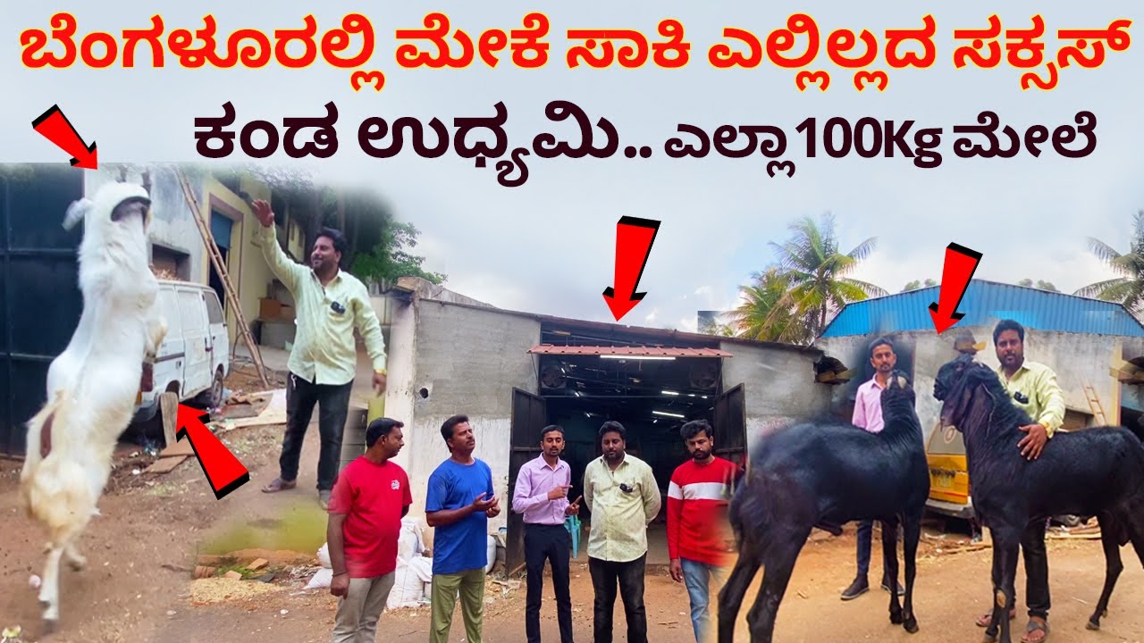 ಬೆಂಗಳೂರಲ್ಲಿ ಮೇಕೆ ಸಾಕಾಣಿಕೆ ಮಾಡಿ ಸಖತ್ ಸಕ್ಸಸ್ ಕಂಡ ಉಧ್ಯಮಿ | Goat sheep farming in Bangalore Karnataka