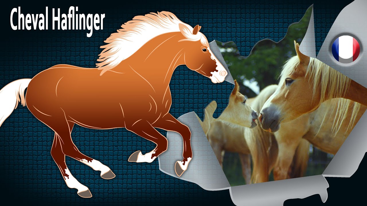 Cheval Haflinger, une des races de chevaux les plus représentées en Europe, Races de chevaux