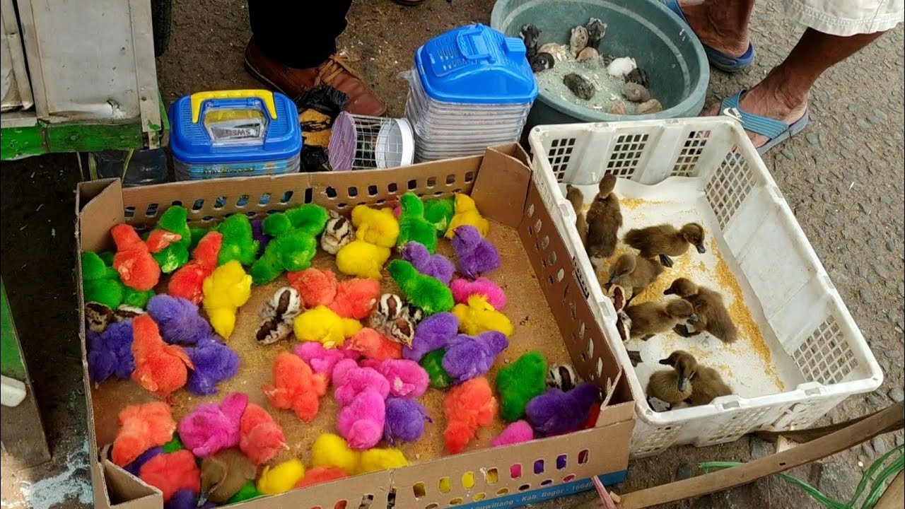 Beli Hewan Peliharaan Lucu Hamster , kura2 , Ayam Warna Warni
