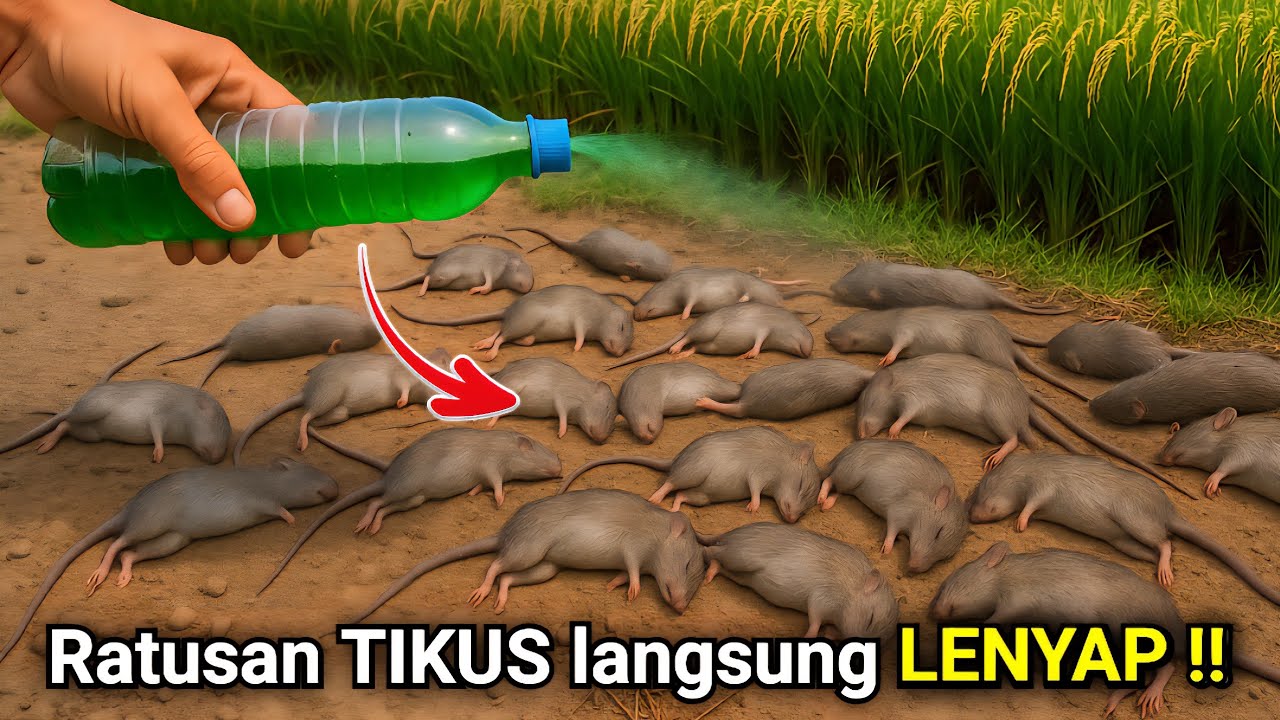 Ternyata cukup pakai CAIRAN ini‼️RUMAH BEBAS TIKUS selamanya