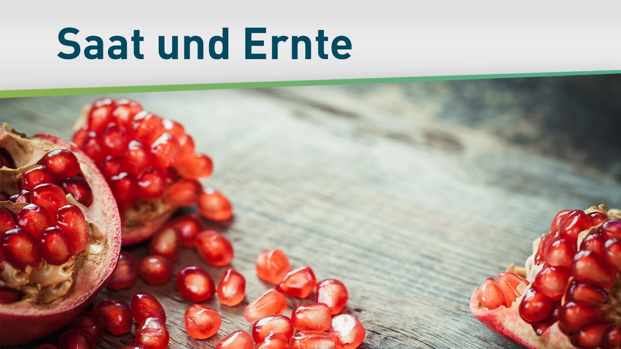 Das Prinzip von Saat und Ernte – Bayless Conley