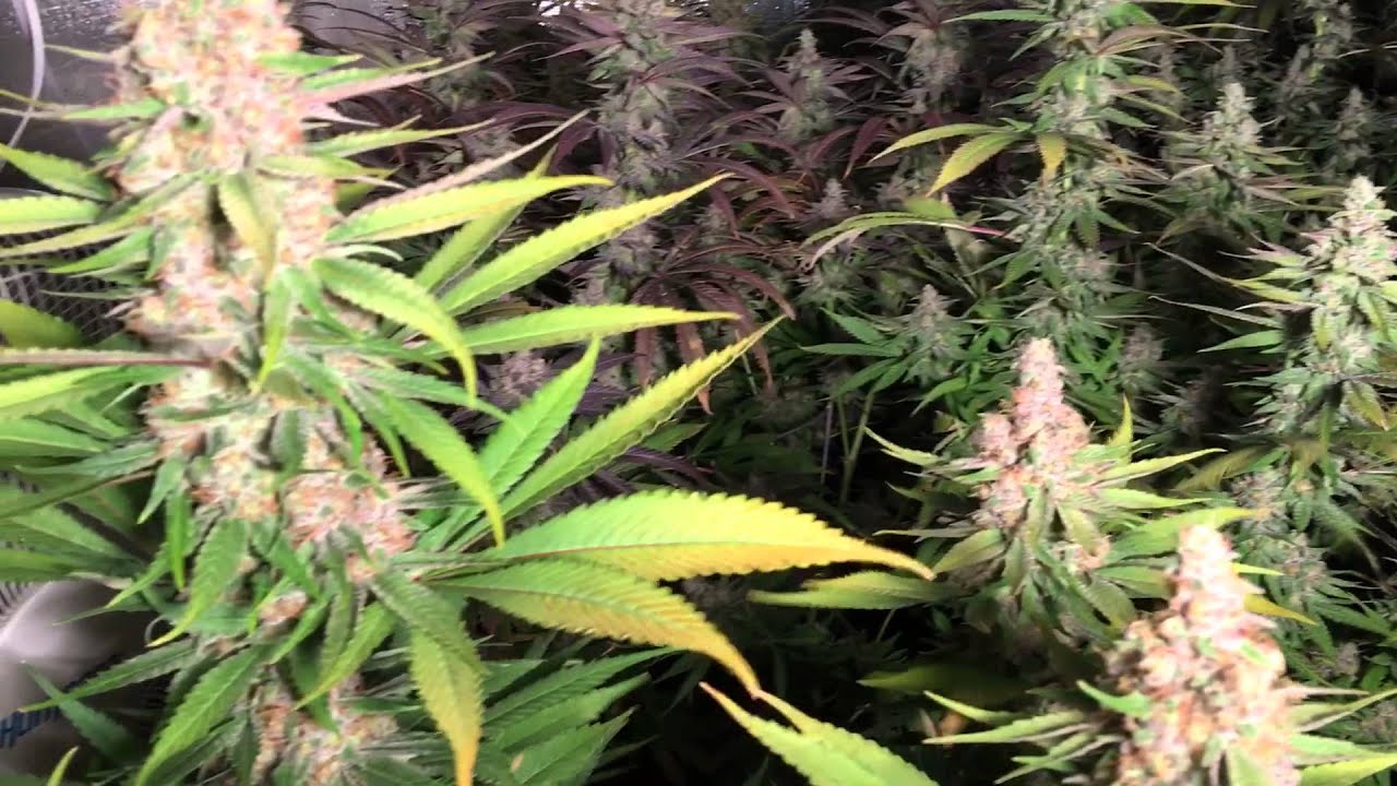 6000 watt Co2 grow dedicated to NugBuckets Style Main-lining Technique Part 6 Ken Estes GDP & PJR