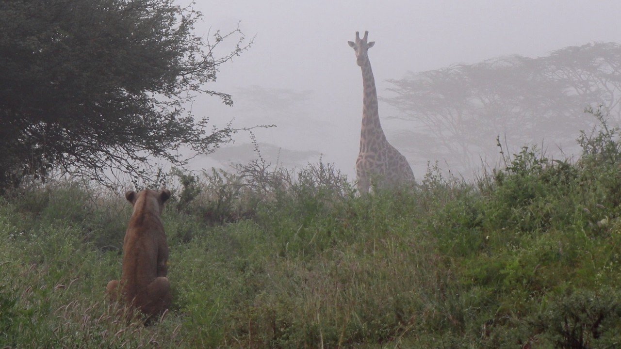 (Full sighting) Giraffe that's sat down gets approached by lions