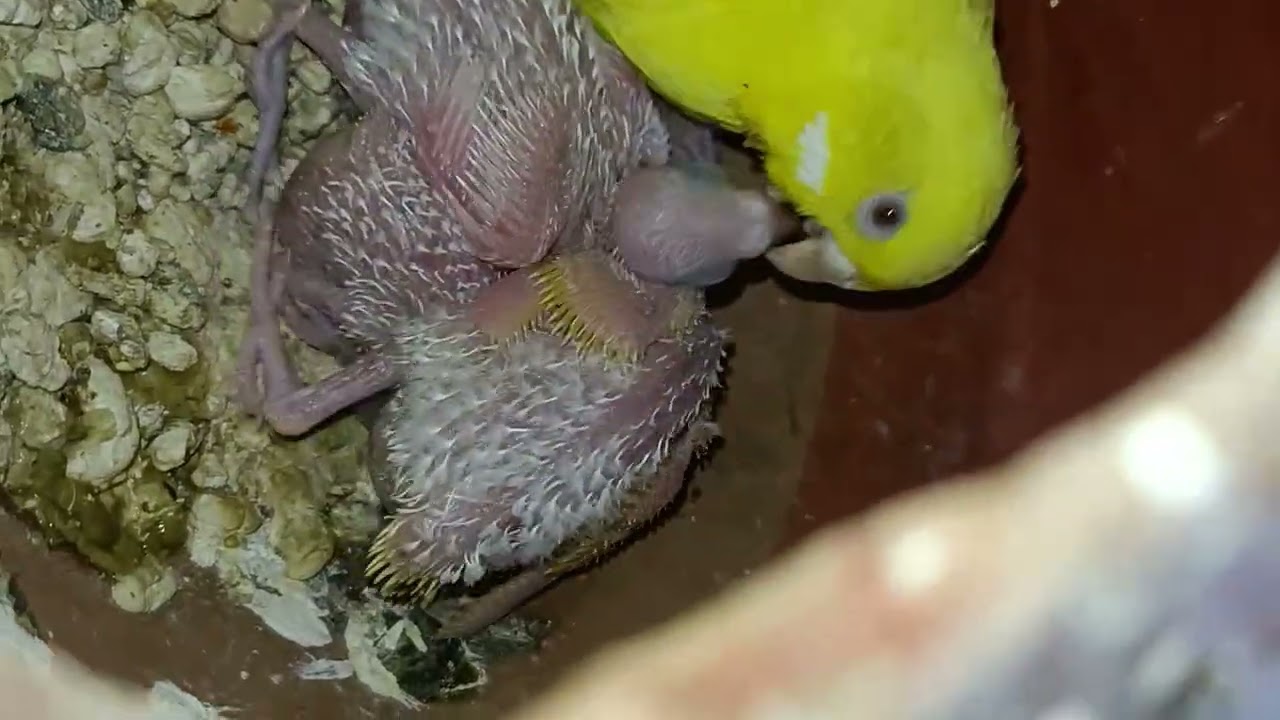 Bazigar Birds Fighting & Funny Arguments 😂#bazigar #birds #pakhi