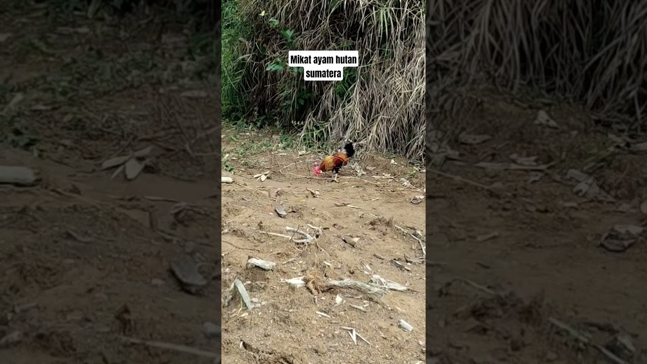 mikat ayam hutan di spot baru #mikatayam #vidioshort #virall #pikatkampoengchannel