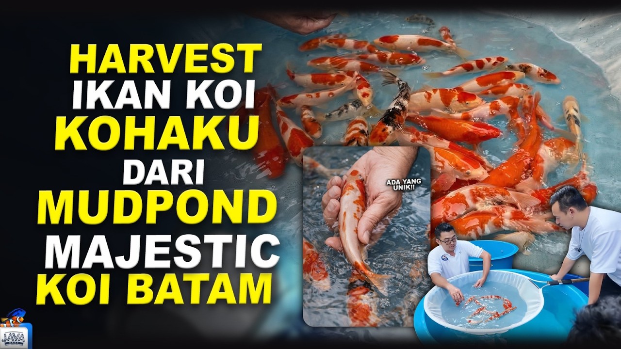 HASIL HARVEST KOHAKU DARI MUD POND MAJESTIC KOI!