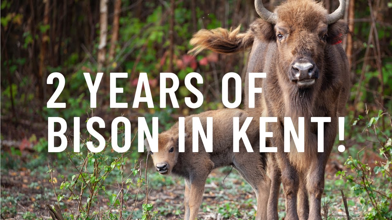 Two years of Bison in Kent! 🦬
