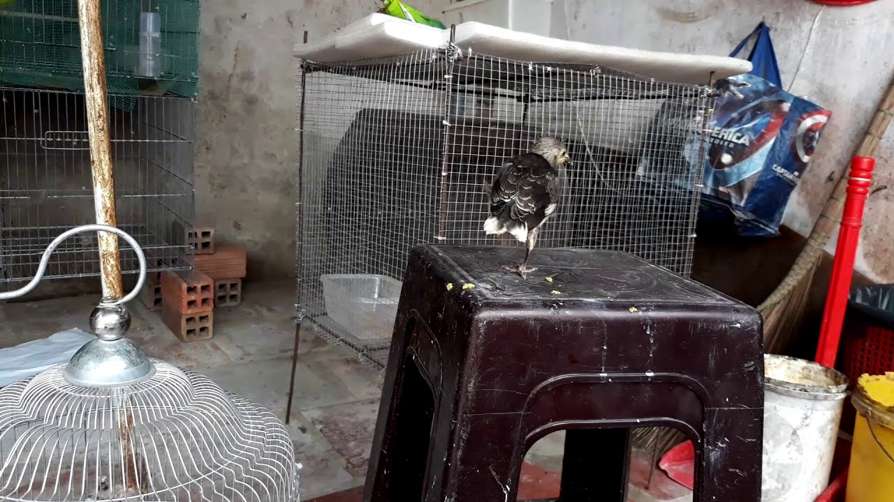 C&aacute;ch chăm s&oacute;c cưỡng non!Cưỡng non ăn g&igrave;