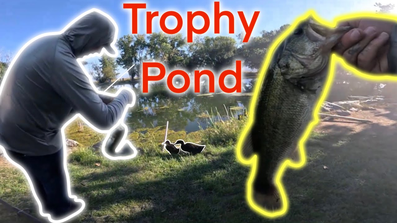 Searching for BIG BASS in a TROPHY POND! (Epic Day)
