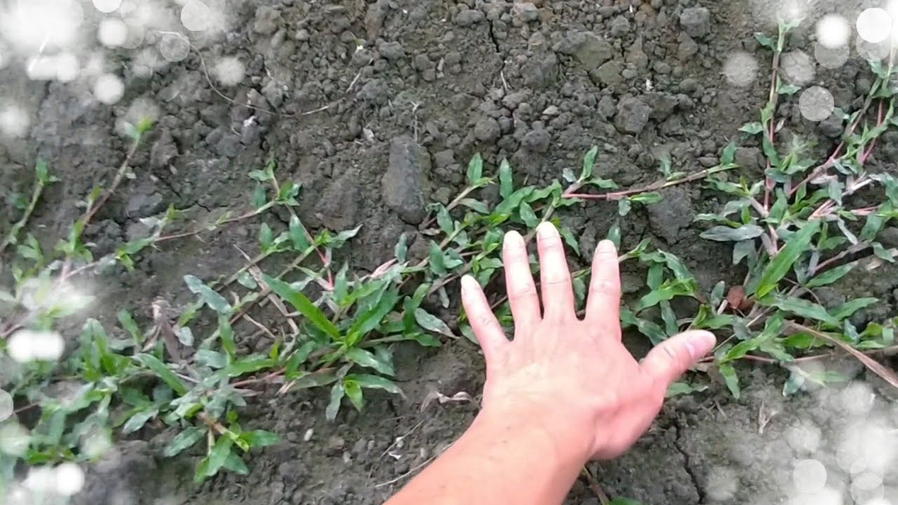 這一小撮的「地毯草」， 新園區的未來就靠你了。