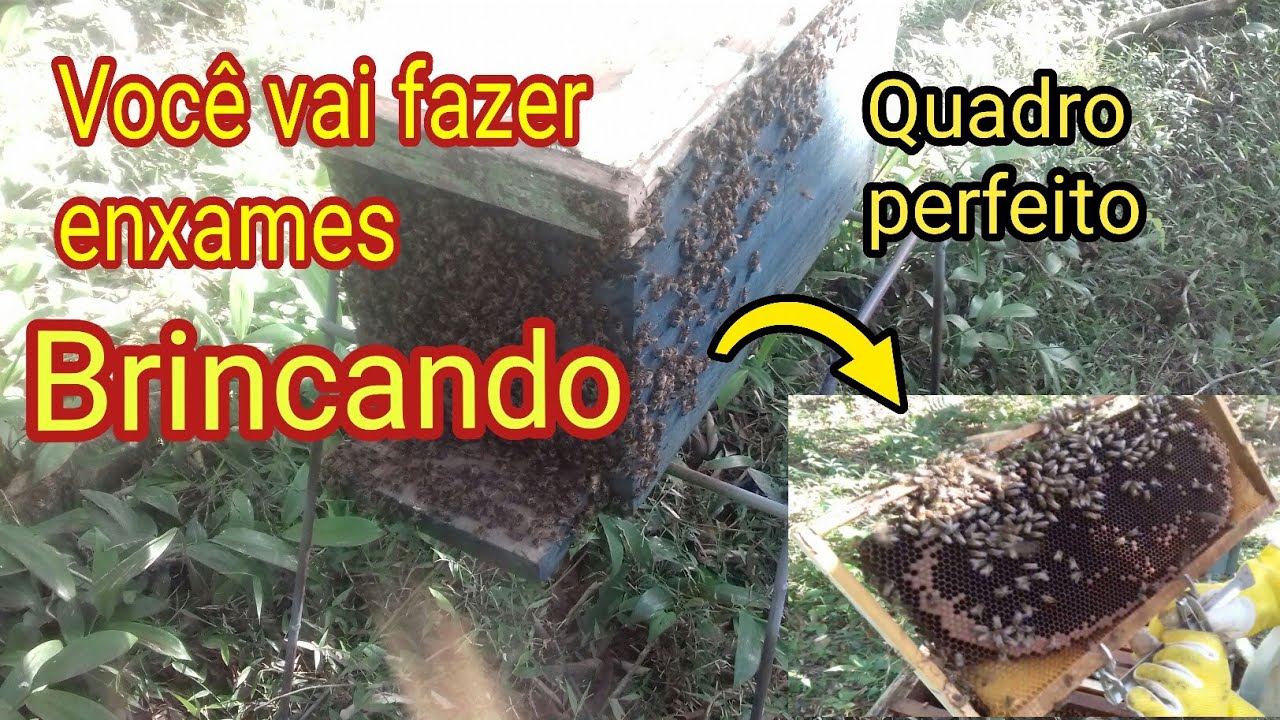 Dividir enxame (MUITO FÁCIL)