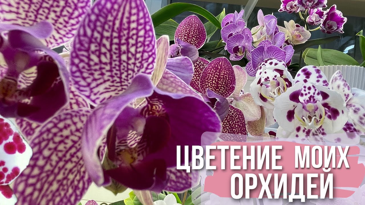 РАЙСКАЯ лоджия😍 или ЦВЕТЕНИЕ моих ОРХИДЕЙ🌸 новая колонка Тronsmart