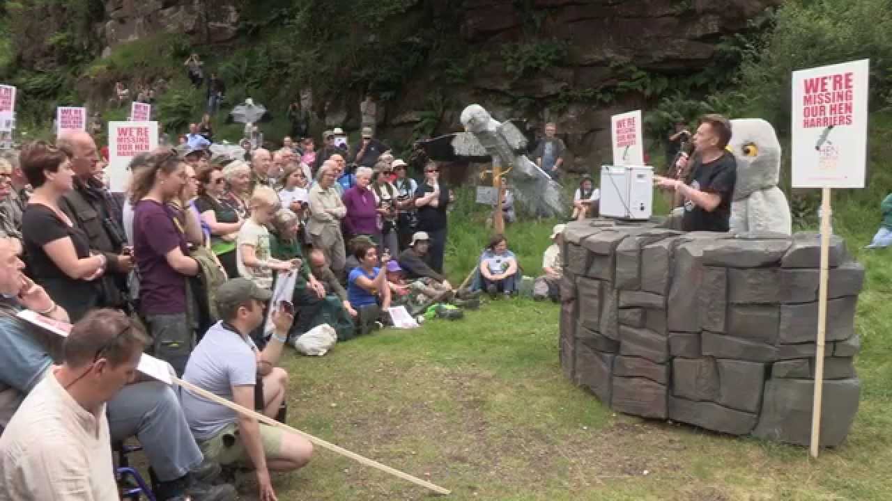 Hen Harrier Day 2015