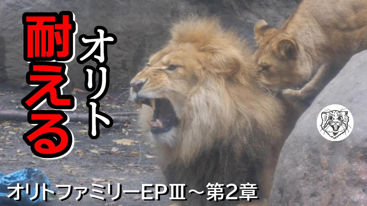 【EP3～第2章】オリト耐える🦁Orito Family Episode Ⅲ Chapter 2