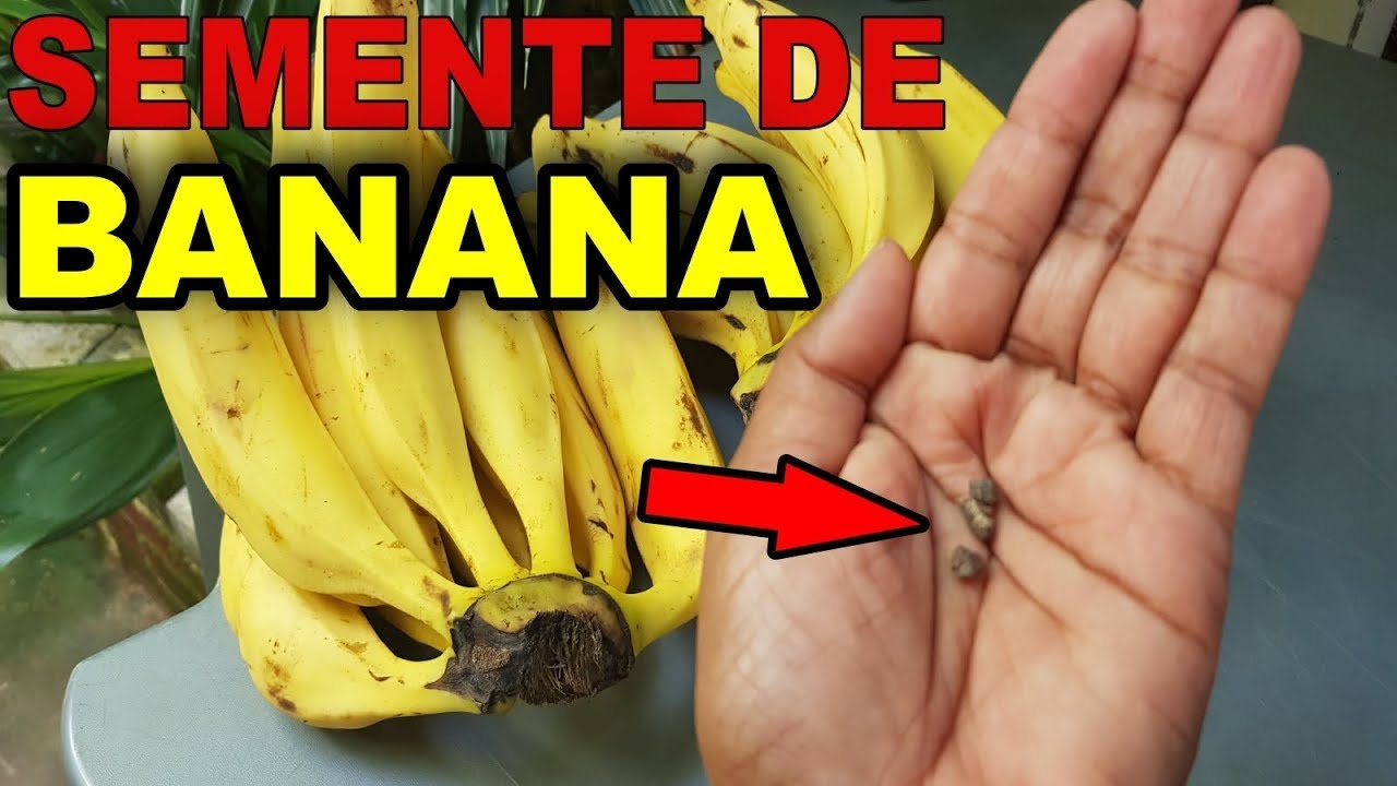 GLOBO  RURAL - AGRÔNOMO EXPLICA QUE ALGUNS TIPOS DE BANANAS PODEM TER SEMENTES