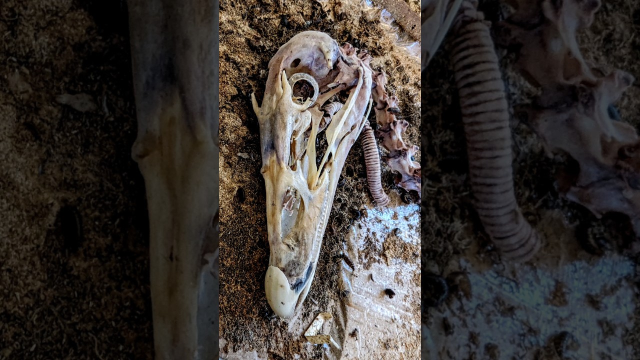 Dinosaur skull in my Dermestid beetle colony? #vultureculture #taxidermy #nature #skull