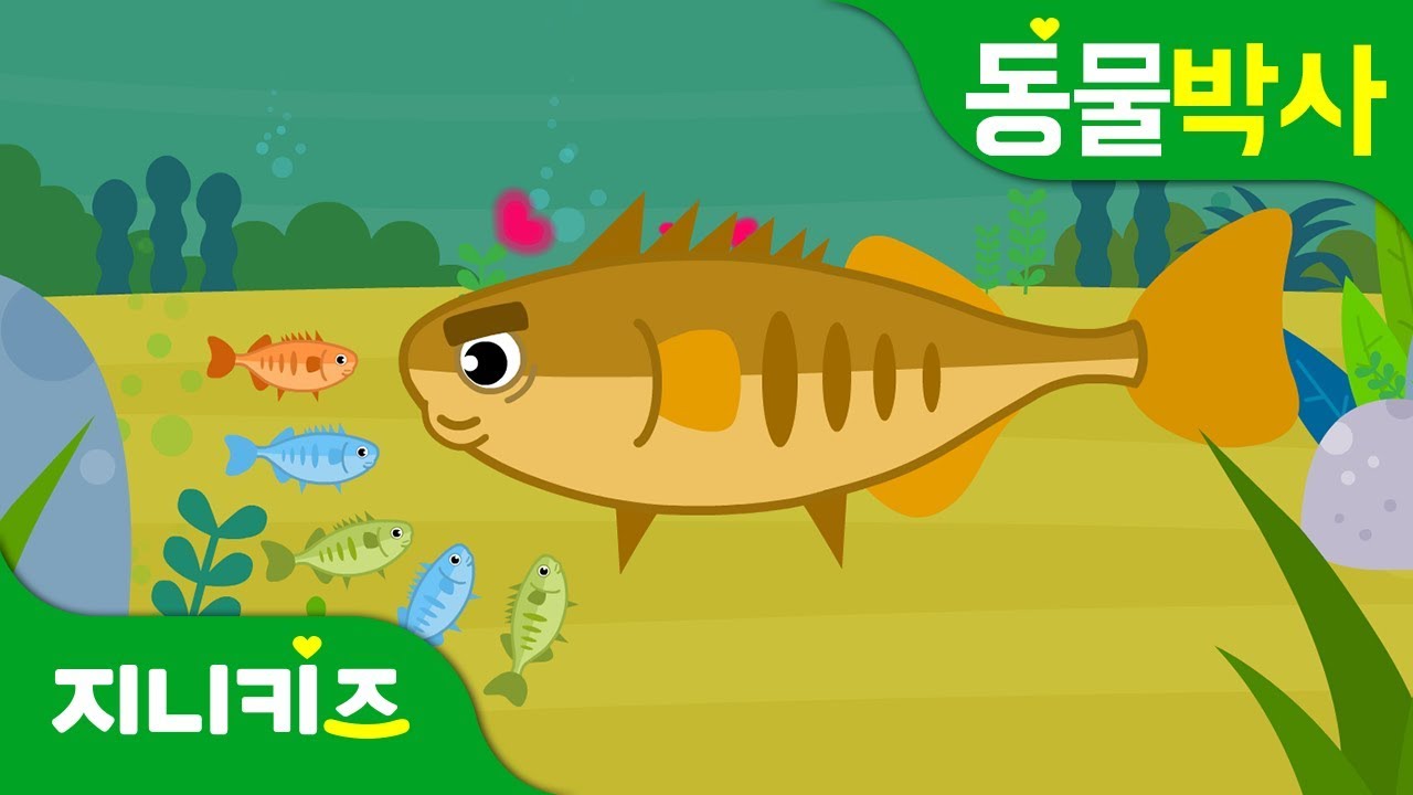아빠 가시고기의 사랑 | 아빠의 희생 | 가시고기의 특성 | 동물박사★지니키즈