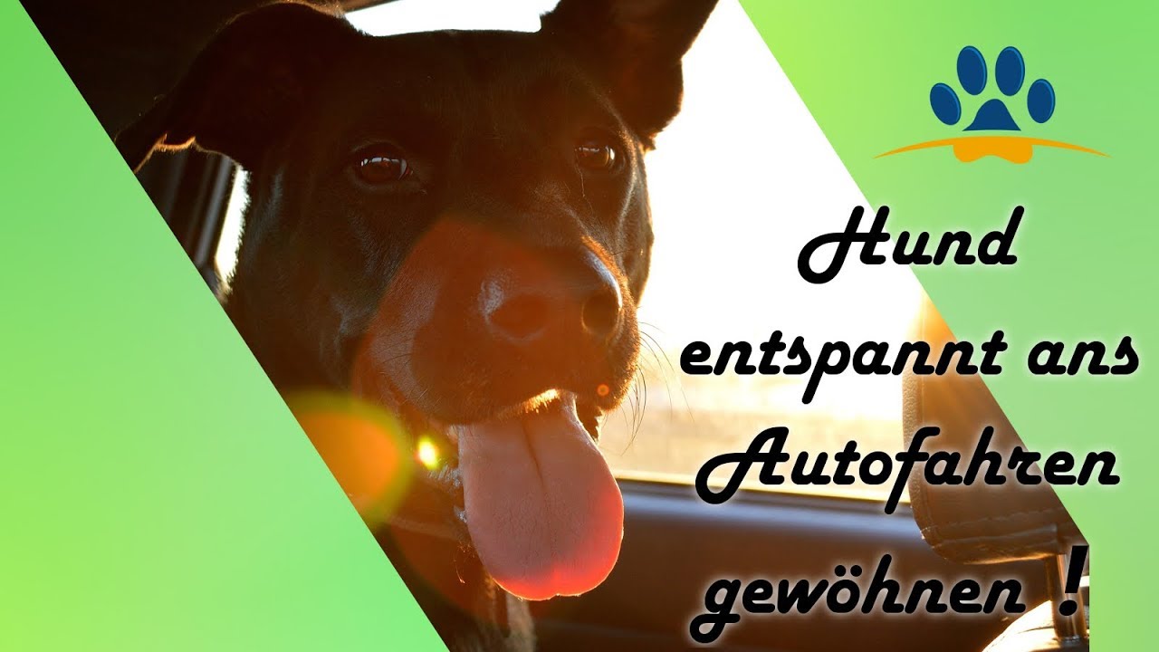 🐶Hund hat Angst vor dem Autofahren❓ 4 Schritte❗ So gewöhnst du dein Hund entspannt ans Autofahren❗