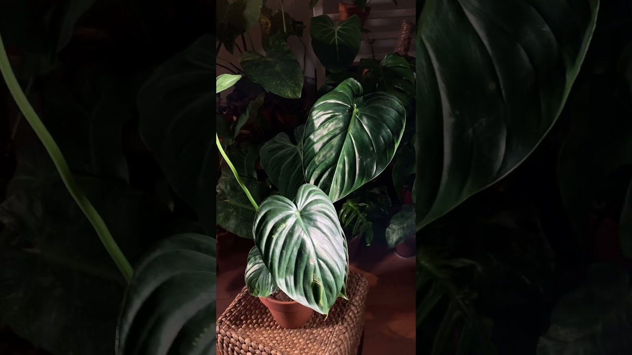 Philodendron Pastazanum