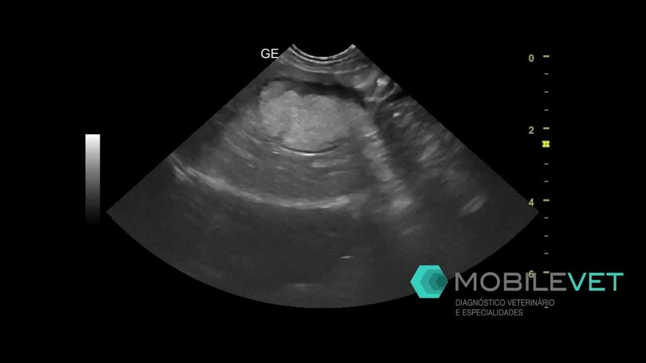 DESAFIO ULTRASSOM: Vesícula Biliar Canina | É Mucocele ou NÃO?