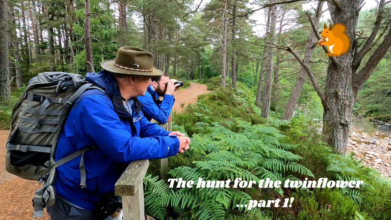 Searching for some elusive flora and the iconic red squirrel in one of my favourite Scottish glens
