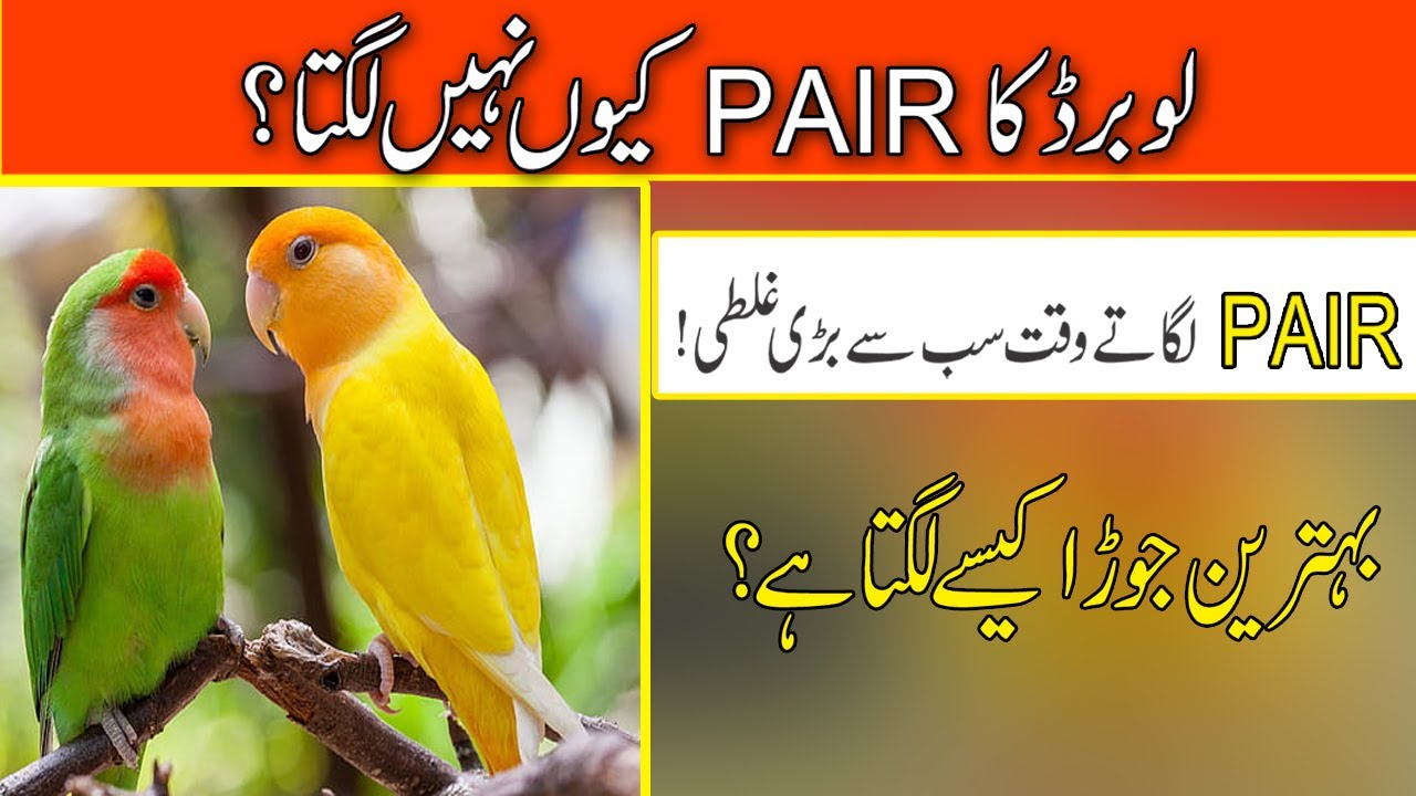 How to make pair of love birds | Fast Pairing of love birds | Best pairing method of love birds--