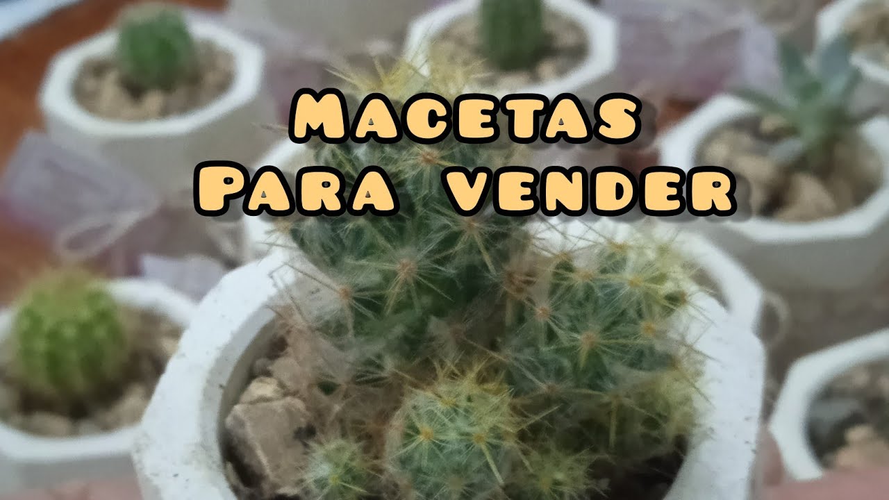 Macetas de Cemento para cactus🌵 cómo se hacen rápido y fácil?