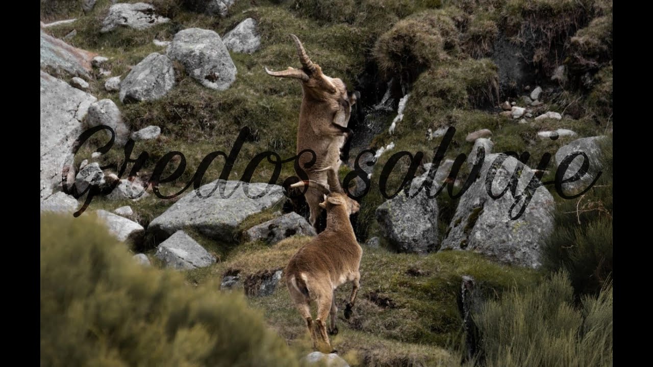 Subo una montaña ⛰️ para fotografiar a las CABRAS MONTESAS de GREDOS 🐐 | Mini documental