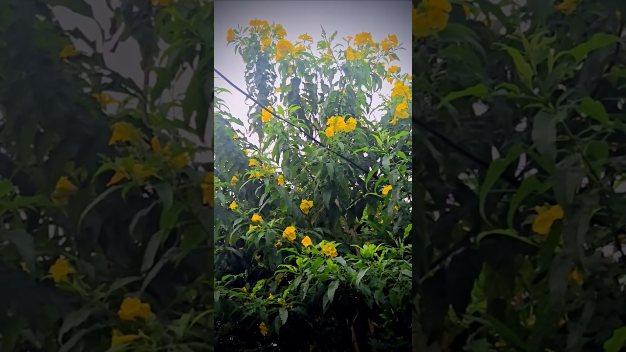 🌼 Yellow Flower Season | Winter Nature Vibes 🌞 