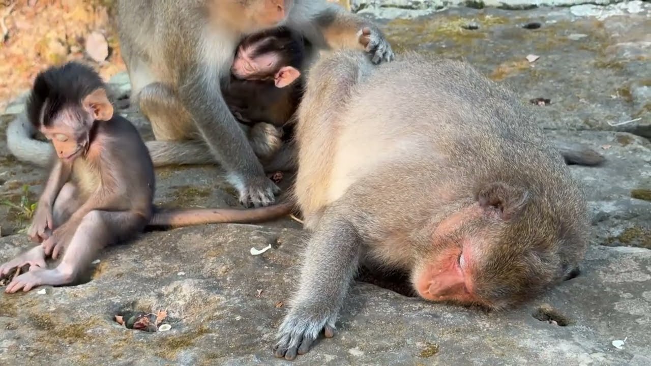 Monkey Juliana has been poisoned seriously