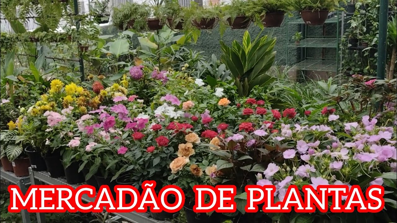 Mercadão de Plantas,Zona Norte!#plantas #viral #viralyoutubevideo #flores #casa #jardim #amigos #rio
