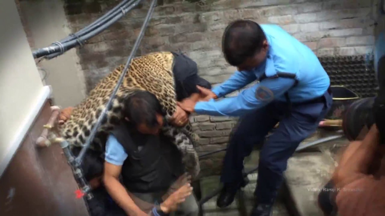 Leopard enters home in Nepal's capital city