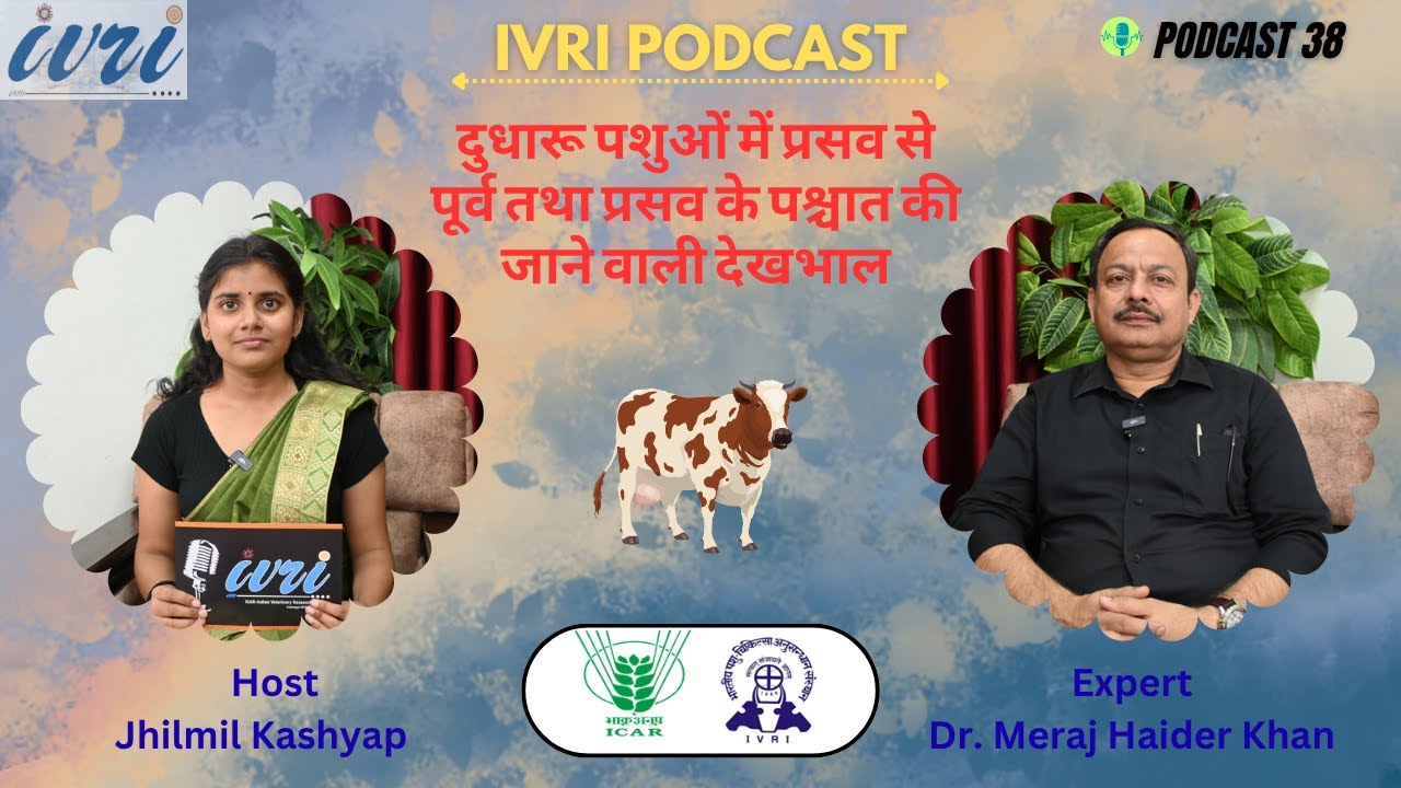 Care of Dairy Animals Before and After Calving || Podcast 38