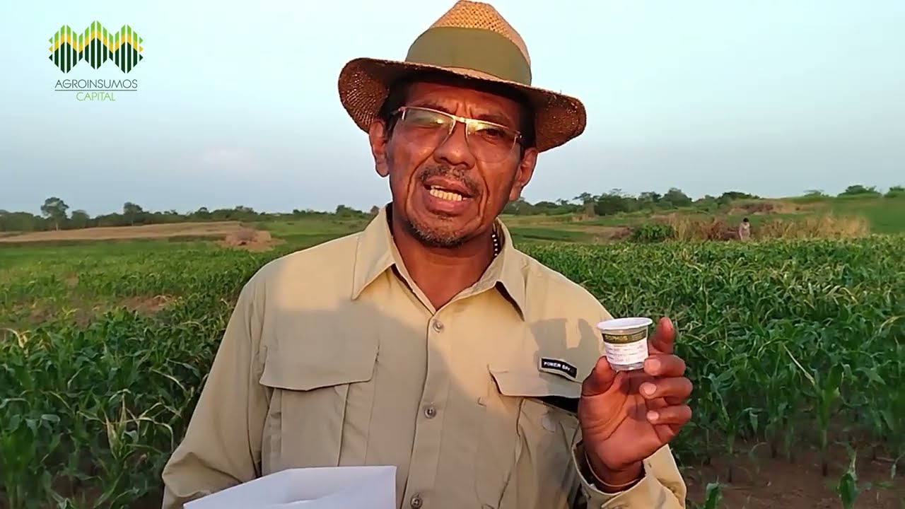 Control biol&oacute;gico de plagas 🐛 | Liberaci&oacute;n de avispas Telenomus Remus