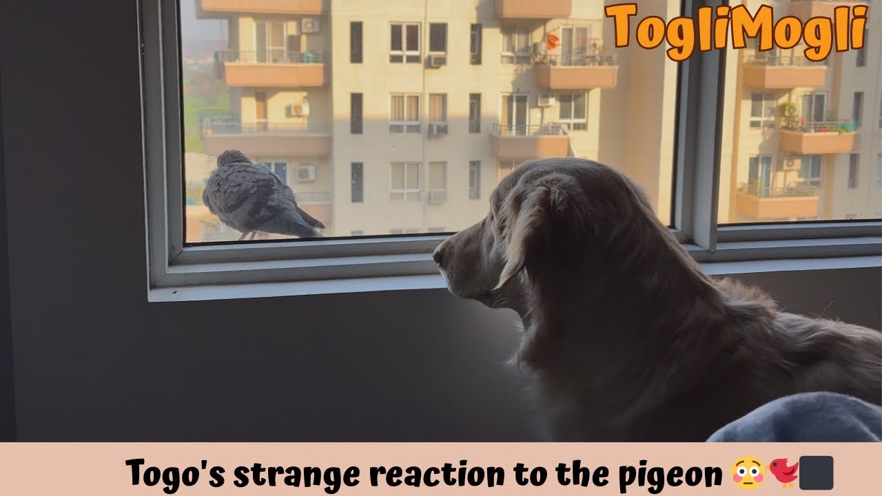 Togo's strange reaction to the pigeon 😳🐦‍⬛| Day 50 Vlog