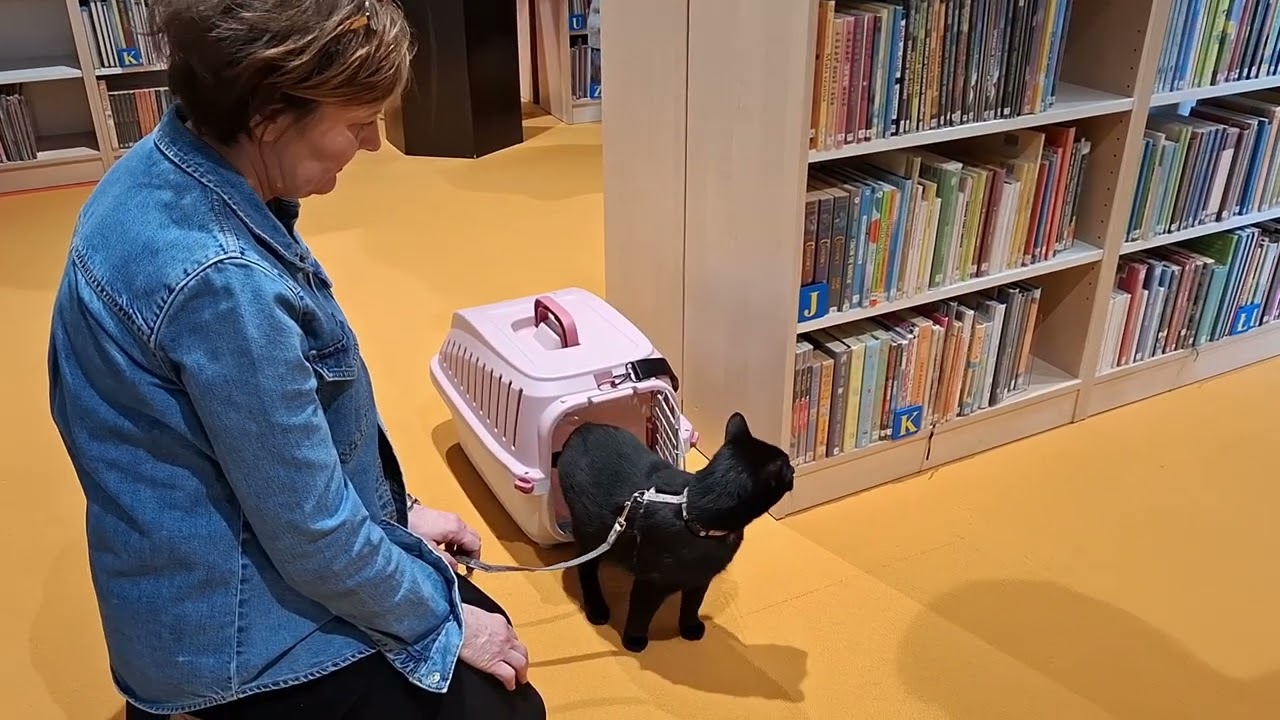 Koty w bibliotece