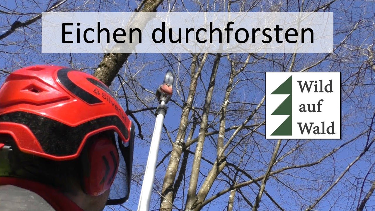 🌲Waldpflege: Eichen. Mit dem Husqvarna Hochentaster #wildaufwald