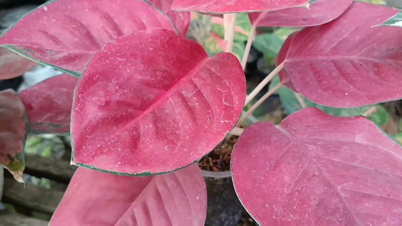 Aglaonema Type Aglaonema Suksom Jaipong Kochin Red Wine Kochin Tembaga