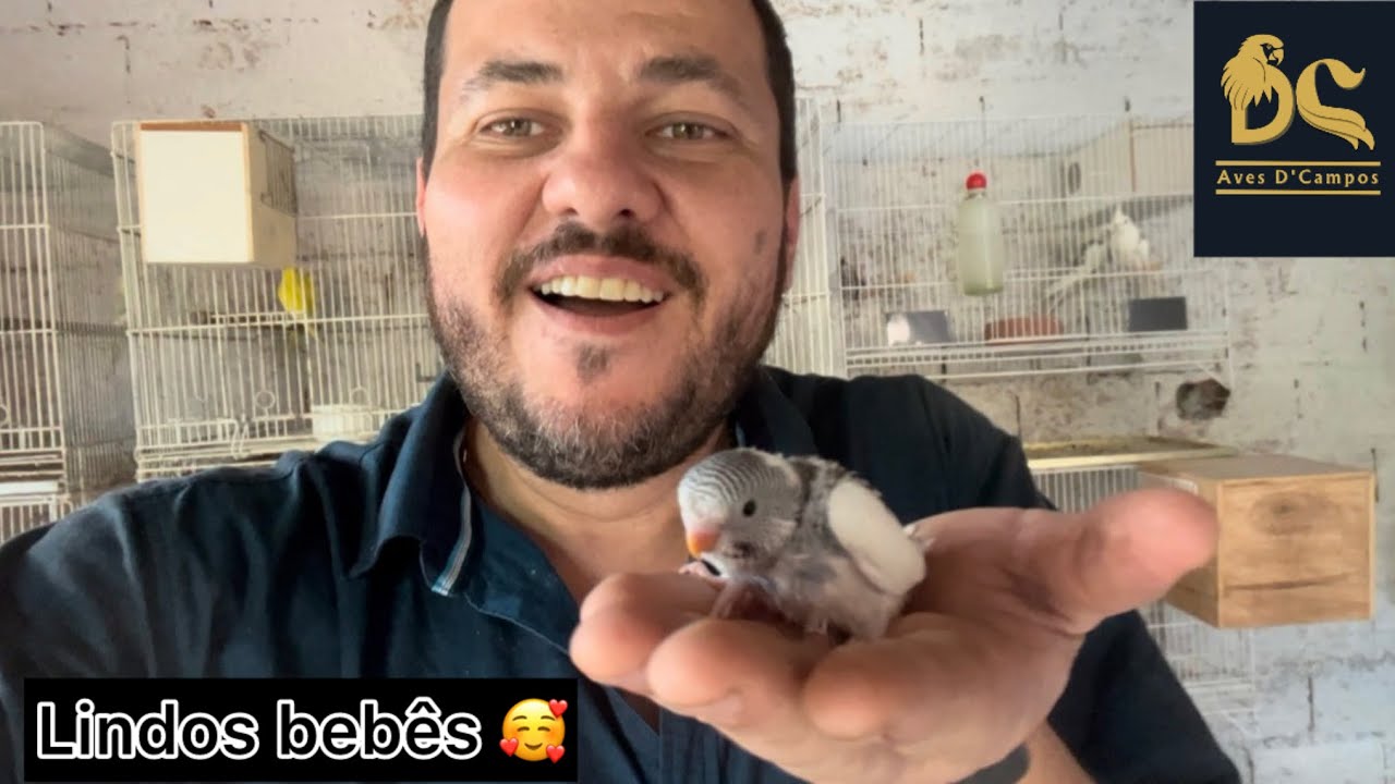 Mostrando o plantel e bebês que temos no criatório