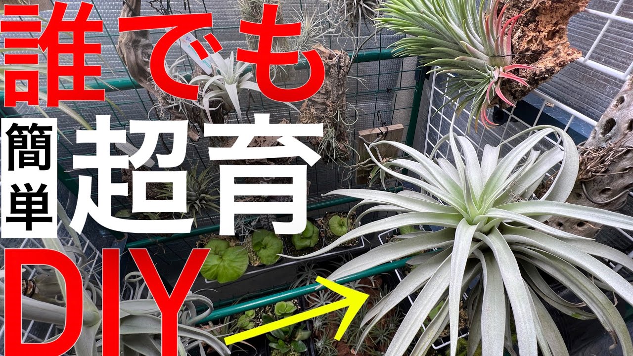 コレだけで「エアプランツ」が笑える程