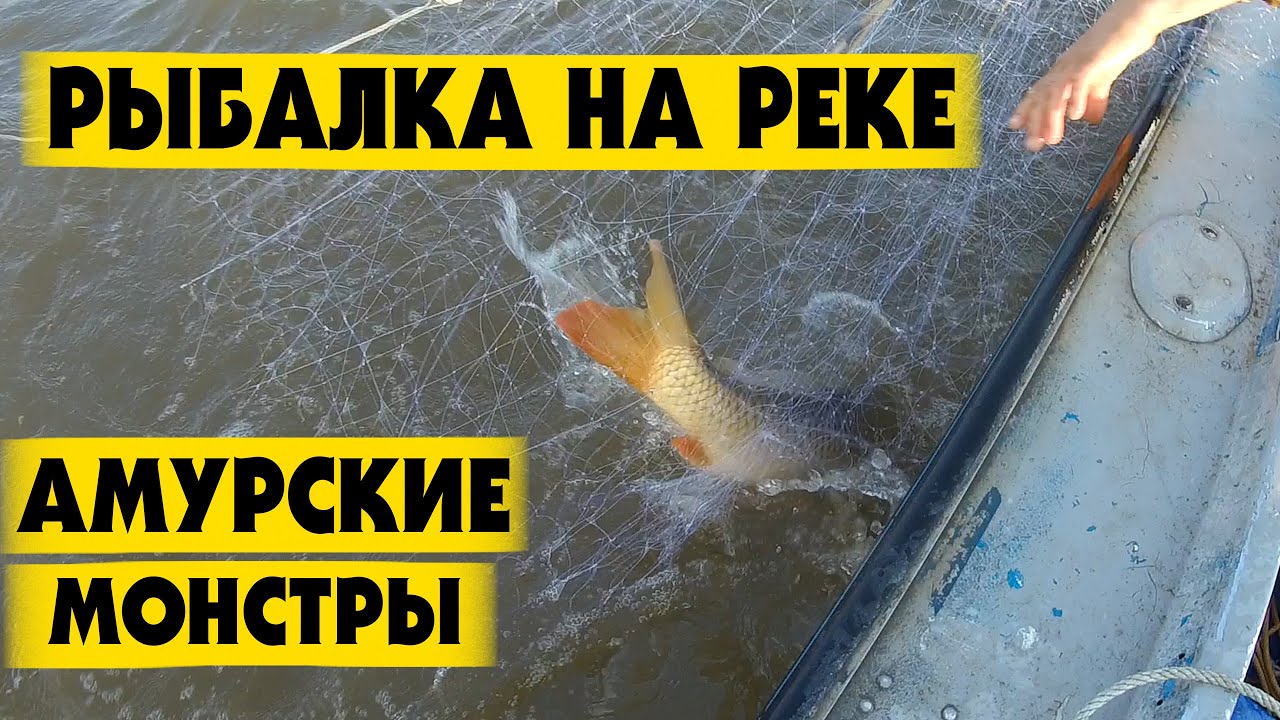 Рыбалка на Амуре Летом. Верхогляд Сазан. Рыбалка сетями