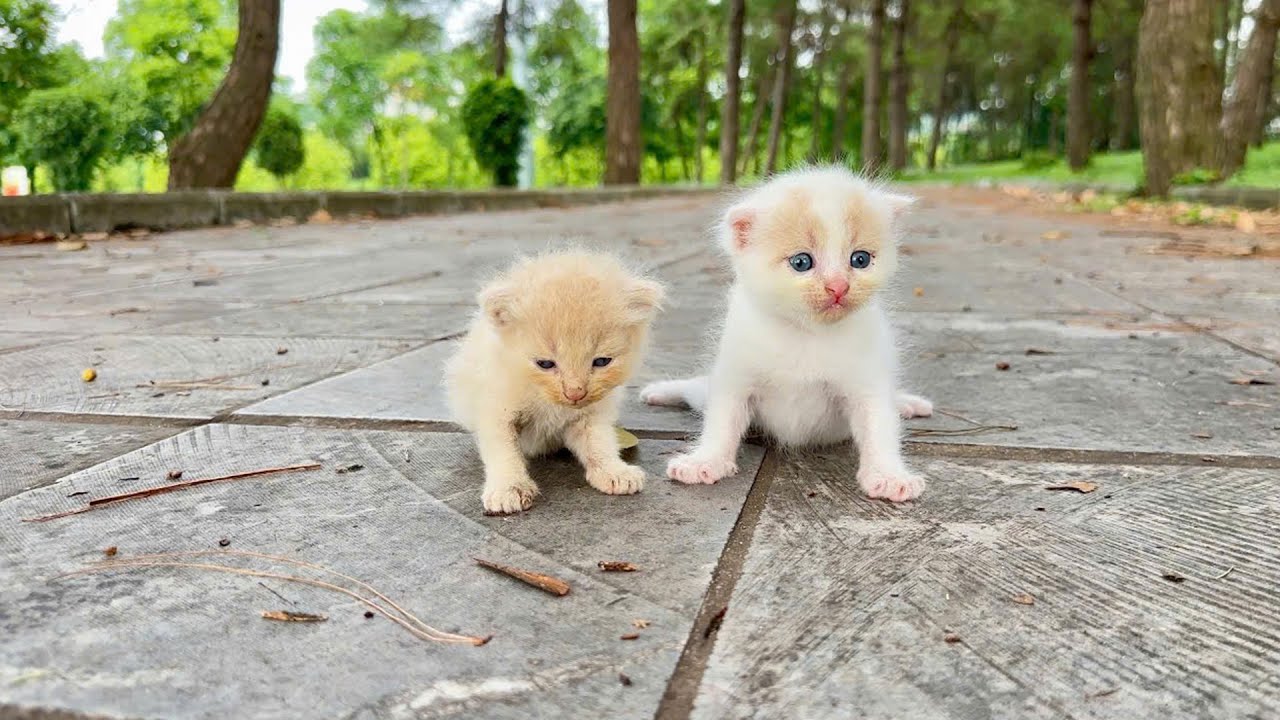Kittens Meow in green space, call mom, Cute and mischievous kittens after being rescued!