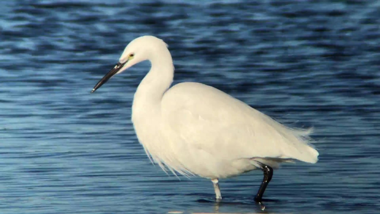 Little Egret (Egretta garzetta) feeding @ Snettisham