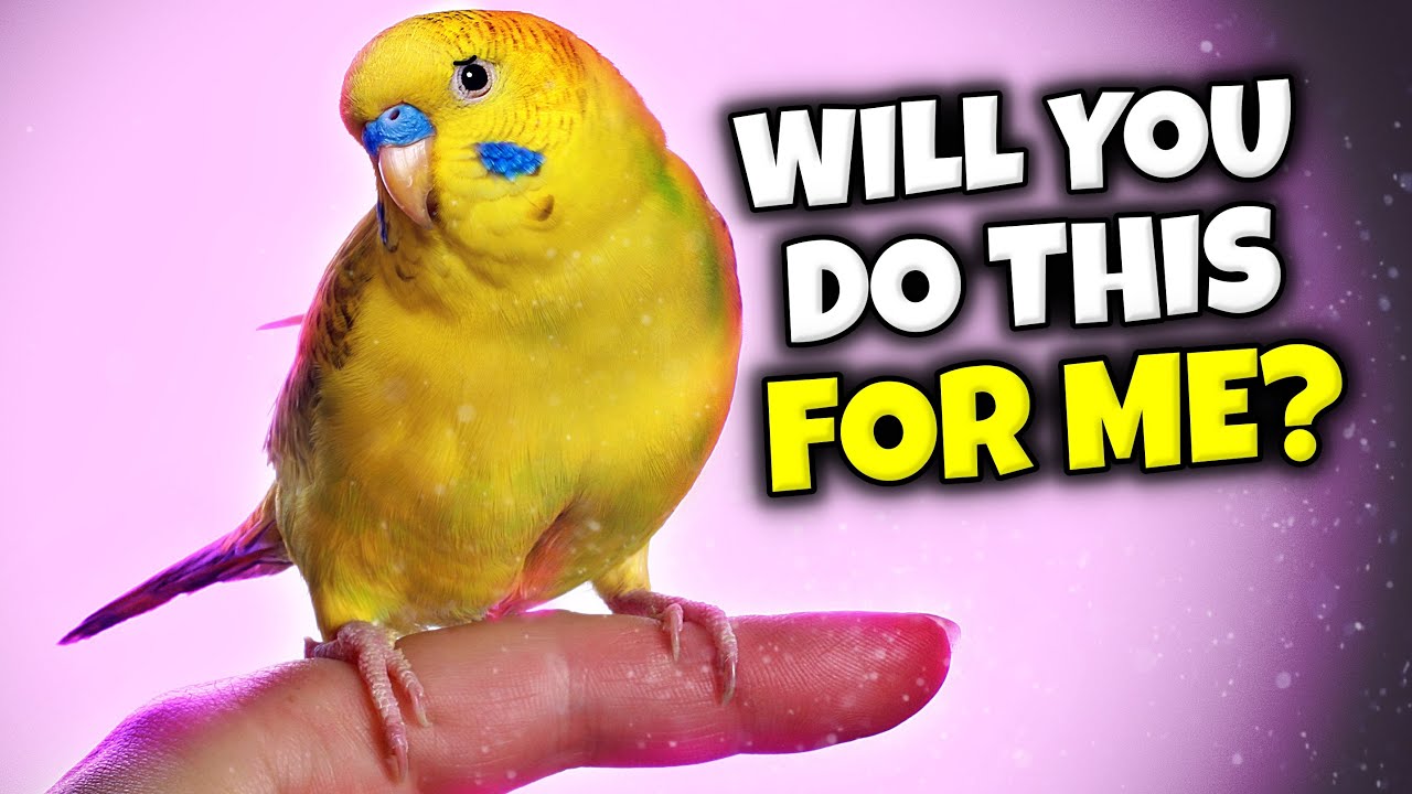 5 Things Your Birds WANTS You to Do Every Day