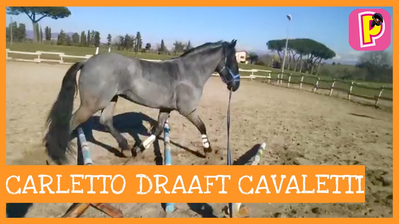 Jolanda's Carletto loopt cavaletti