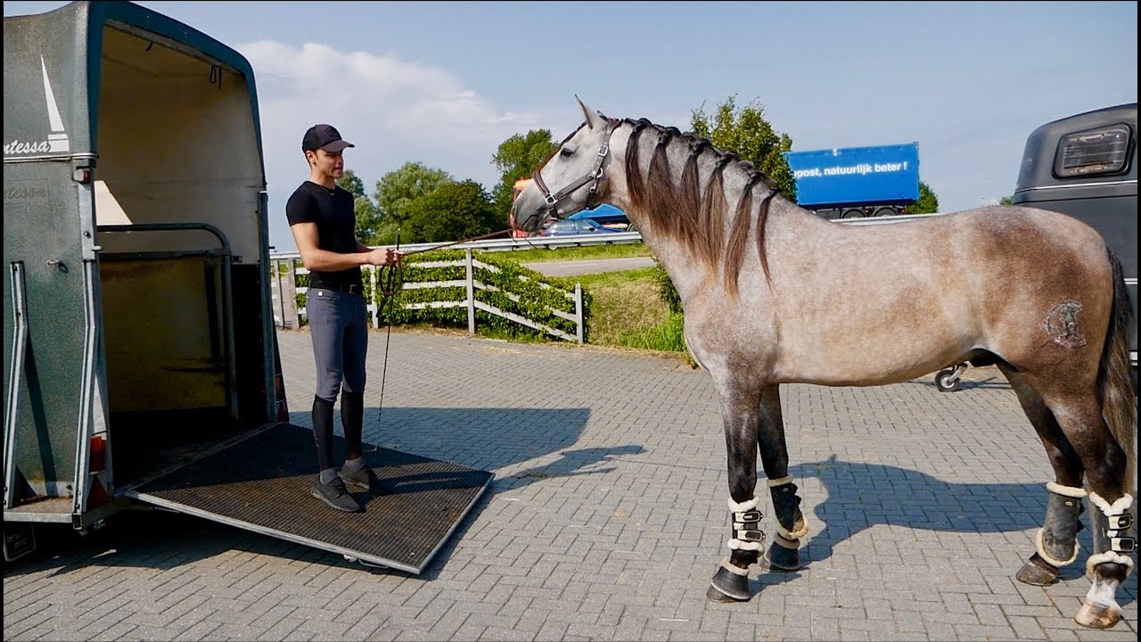 I BROUGHT MY STALLION TO MY HOUSE